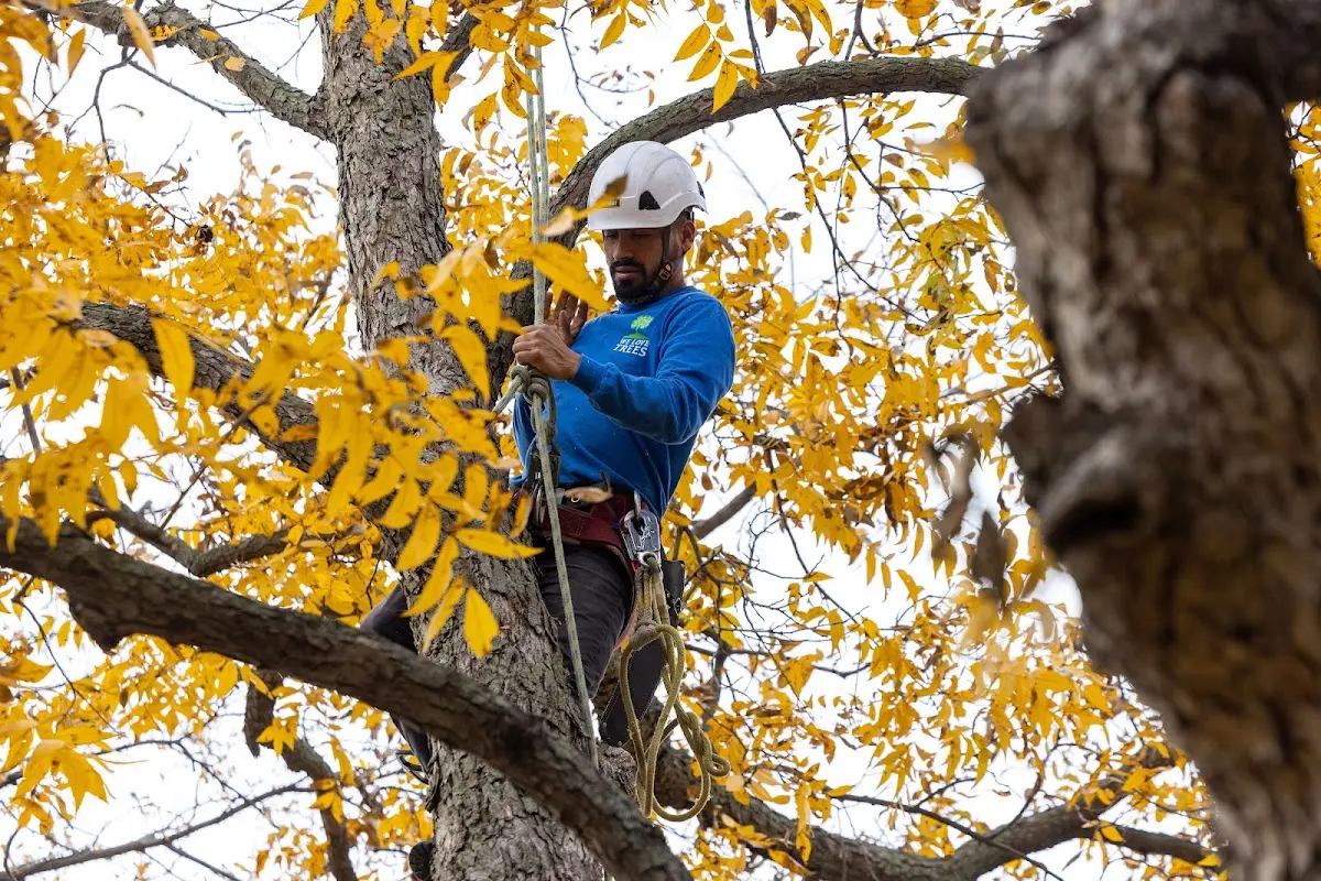 Skilled Tree Transplanting crew working in Northpoint