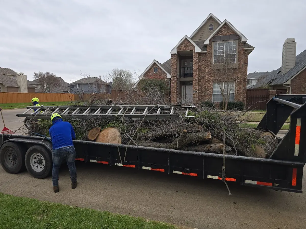 Expert Tree Pest Control with proper safety equipment in Northpoint